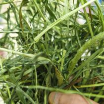 (Pudong rabbit forest) 2021 sundry North Tigris rabbit grass grass field straight for fresh green tender 1000g