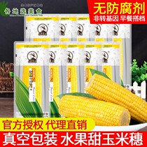 Northeast farmer fruit sweet corn ear 220g * 10 vacuum packed open bag ready-to-eat breakfast fresh corn cob