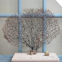 Extra-large sea Iron Tree Sea tree natural non-pruned Mediterranean decorative fortune tree shell conch