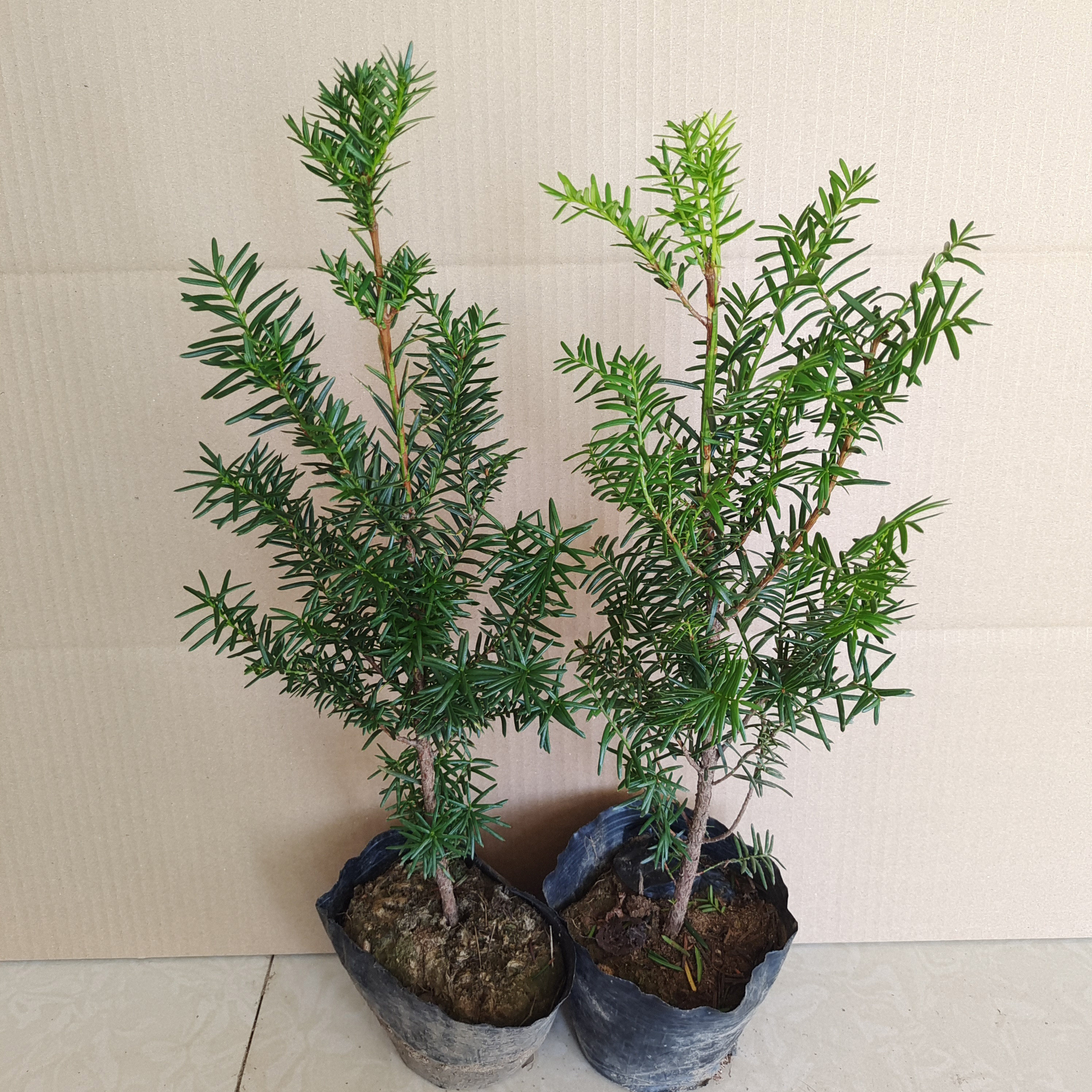 O1CN01r7Kg4Z1FpXAaVqkuQ_!!