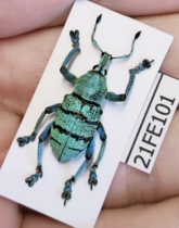 Agriculture and forestry science teaching photography insect beetle specimen weevil 21FE101