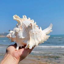 Natural New Thousand-hand chrysanthemum snail oversized conch shell starfish landscape home ornaments fish tank landscape coral