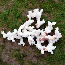 Natural plum white coral Super Sea snail shell Coral Sea Star Large Abalone shell Mediterranean shell decoration