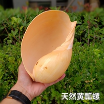 Natural big conch shell coconut snail yellow scoop snail fish tank coral reef landscape marine life specimen collection