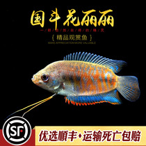 Aquarium township ] China flowers Lily domestic pizza fish with a handscarf fish bodhisattva cold water to watch fish living