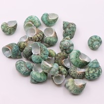 Natural green snail conch shell roll shellfish breeding hermit crab fish tank aquarium landscaping manual diy decoration