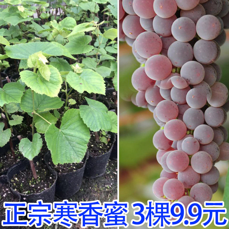 野葡萄 苗 ③ 野葡萄苗-野葡萄苗促销价格、野葡萄苗品牌- 淘宝