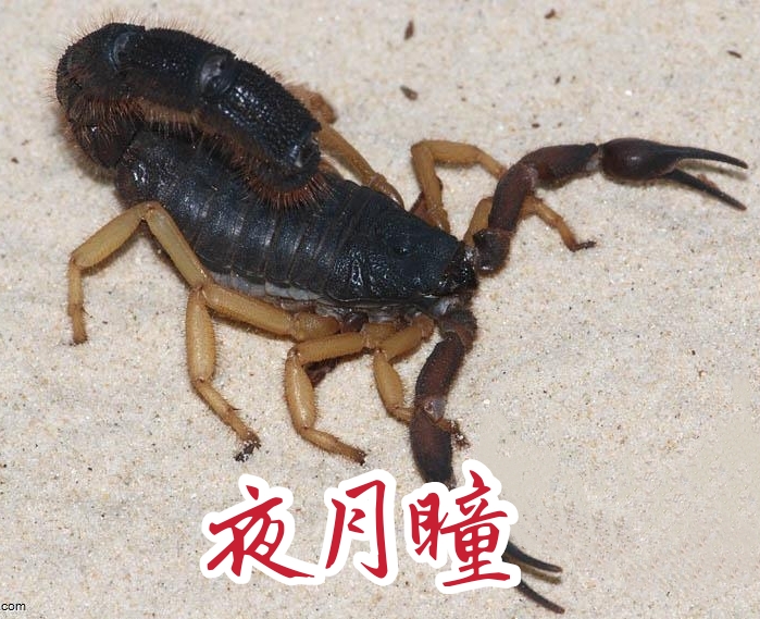 Tricolor Velvet Rough-tailed Scorpion Primary color species ParabuthusVillosusVypical Pet Desert Scorpion