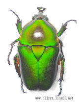 Jia Ying Fan Horn Flower Golden Turtle Specimen Wet Worm Untidy Emerald Apple Green Grass Green Lip Flower Golden Turtle