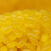 Northeast corn Golden Rice 5000G 10kg corn rice Rice millet porridge farm coarse grains