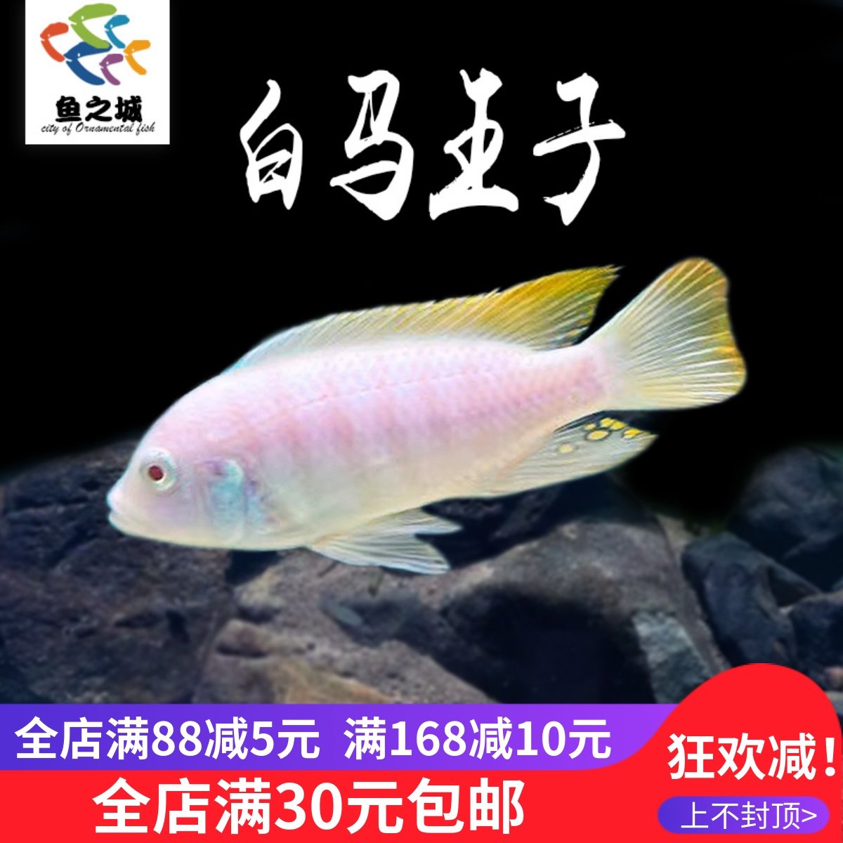 白鲷鱼-白鲷鱼促销价格、白鲷鱼品牌- 淘宝