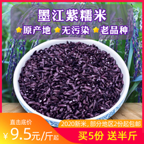 2021 Yunnan purple glutinous rice Mojiang purple rice new rice authentic blood glutinous rice black rice glutinous rice bulk bread toast for toast
