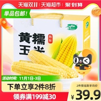 October Rice Field yellow glutinous corn 1 76kg non-transgenic sweet corn cob vacuum whole grains