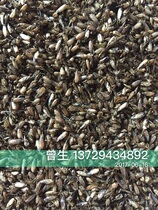 High-quality water mosquitoes dry thrushes feed on four-like birds feed on insect-eating birds feed on sexual feed