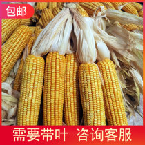 Dried corn cob 10 ears old corn cob New goods Whole pet molar ration activity props decoration Shandong