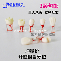 Dental examination practice open pulp tooth grain open pulp root canal model with pulp cavity root canal tooth grain examination tooth grain examination