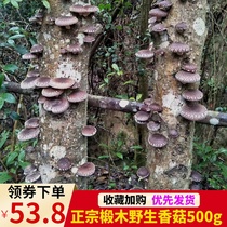 Wild Basswood mushroom dried goods 500g farm premium mushrooms Hubei local bulk mushrooms new goods Xiaoxiang Ru