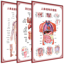 Schematic Diagram of Human Visceral Anatomy System Medical Musculoskeletal Organs Vascular Blood Structure Diagram Hospital Poster
