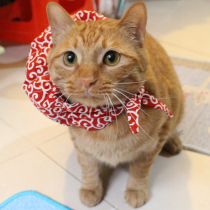 The master wants to leave the Japanese Tang grass pet collar British short Siamese cat bag burden funny cat thief scarf