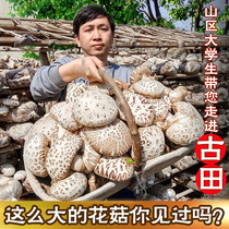 Big flower mushroom dried goods 9-12CM Gutian farmer specialty natural basswood wild cut foot shiitake mushroom 500g gift flower mushroom