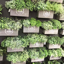 Simulation mini plastic grass potted flower arrangement with micro landscape decorative leaves Persian grass eucalyptus green plant