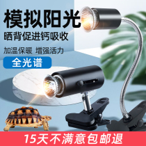 Turtle sun back light Sun lamp Sun turtle UVA heating temperature UVB full spectrum calcium supplement ultraviolet turtle tank sun back time