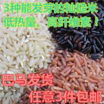 Black white and red indica brown rice Bama specialty grains sugar-free low-heat rich dietary fiber can germinate a catty