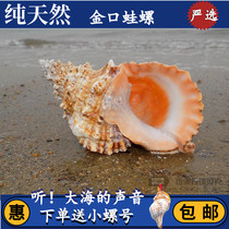 Golden mouth frog snail big white frog snail natural large conch shell stone snail horn fish tank home decoration gift