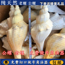 Natural conch shell long fragrant snail snail snail male snail tantric instruments