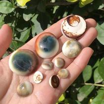Natural conch shell sun shell eyes home fish tank floor handmade DIY material bag decorative ornaments specimen