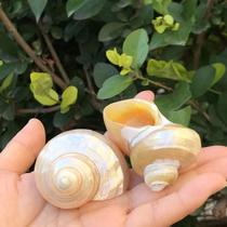 Natural shell conch fluorescent snail hermit crab replacement shell scallop fish house fish tank aquarium decorative floor ornaments