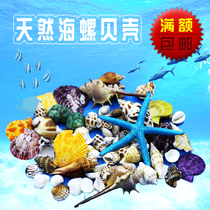 Natural big shell conch sea star coral crafts Mediterranean ornaments props fish tank landscaping shell ornaments