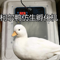 Cole duck special incubator water bed bionic intelligent automatic incubator machine manager recommended 2021 New