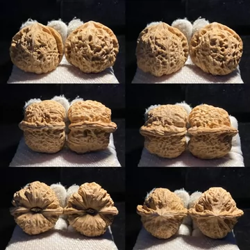 文玩堂：南瓜墩（雷蒙锤） 文玩堂：南瓜墩（雷蒙锤） 文玩核桃南瓜墩-文玩核桃