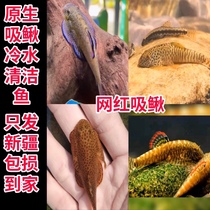 Native cold water chiller dolphi sucking dish Biwa dealgae small energy cylinder South American cylinder with fish