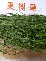 (CO Majia pasture) 1 box * 2020 super high quality fruit tree grass without grass and Rod box