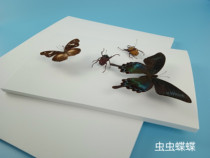 High density Eva board 10mm 8mm insect butterfly needle insert plate exhibition fin board foam board