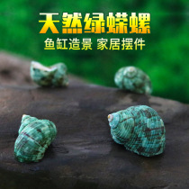 Green snail natural shell conch creative diy micro landscape drifting bottle fish tank landscape hermit crab roll fish shell