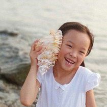 Super large natural shell conch Golden Mouth Frog snail stone snail large frog snail specimen shell conch Handicraft ornaments