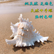 Thousand-hand snail unicorn snail natural conch shell rare specimen fish tank landscaping home decoration Mediterranean style