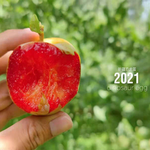 Xinjiang Dinosaur Egg Plum Fruit Season Fresh American Variety Shunfeng Hongbulin Plum