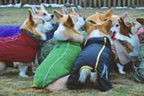 Corgi peripheral Pet peripheral Dog model Home decoration ornaments Cartoon Corgi(exclusively for kennel customers)