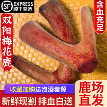 Ren Tang authentic plum blossom velvet antler pruning fresh slices whole containing blood deer flakes soaking wine medicinal materials