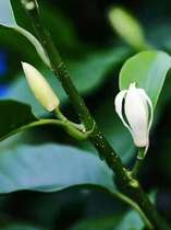 Magnolia leaf unilateral essential oil distillation 20ml~35 yuan 50ml~65 yuan