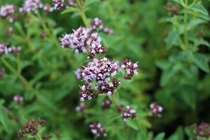 Marjoram essential oil unilateral essential oil 5ml ~ 30 yuan 20ml ~ 68 yuan
