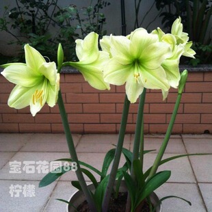 宝石花园88 Gem Garden旗舰店首页,宝石花园