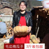 Ailao Mountain Yi family self-planted old varieties of raw pumpkin seeds original burrs Yunnan old pumpkin seeds hand-selected full