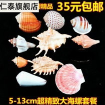750g large conch shell starfish decoration set aquarium landscape wall advertising window design props