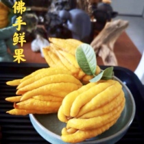 (Yellow fruit on sale)Jinhua citron fruit Buddha fruit hand flower Bergamot clear for playing with water and flower arrangement bottle