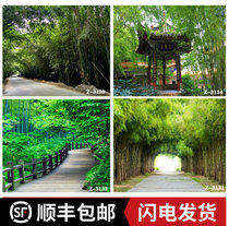 Rural bamboo forest landscape field old house main studio background cloth quick hand shake sound beat joke 3D background